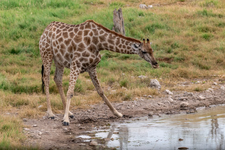 Giraffe at a waterhole in Serengeti National Park, Tanzaniaの写真素材