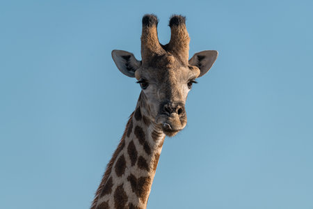 Close up of a giraffe in the Chobe National Park, Botswana.の写真素材