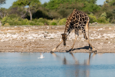 Giraffe drinking at a waterhole in Chobe National Park, Botswana, Africaの写真素材