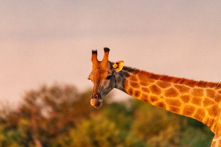 Close up of a giraffe in the Chobe National Park, Botswana.の写真素材