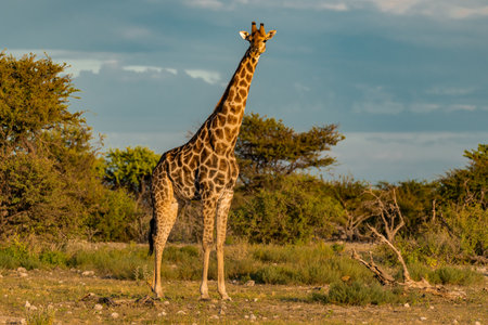 Giraffes in the Okavango Delta - Moremi National Park in Botswanaの写真素材