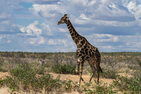 Giraffes (Giraffa camelopardalis) in Namibiaの写真素材