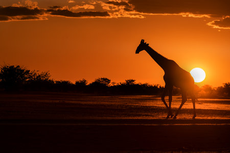 Silhouette of Giraffe at sunset in Chobe National Park, Botswana, Africaの写真素材