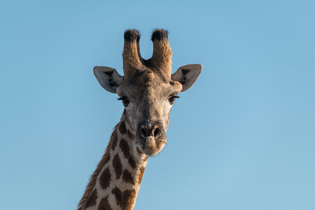 Close up of a giraffe head with blue sky in the backgroundの写真素材