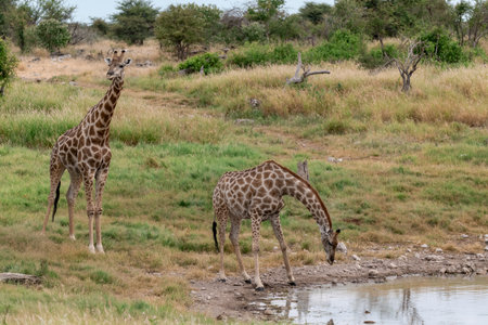 Two Giraffes drinking at a waterhole in the Chobe National Park, Botswana.の写真素材