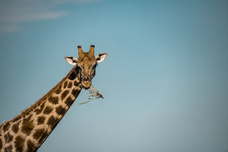 Giraffes in the Okavango Delta - Moremi National Park in Botswanaの写真素材