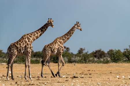 Two Giraffes in Etosha National Park, Namibiaの写真素材