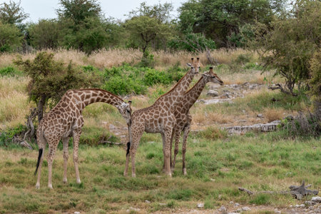Giraffes in the Moremi Game Reserve (Okavango River Delta), National Park, Botswanaの写真素材