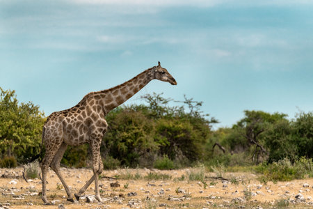 Giraffes in Chobe National Park, Botswana, Africaの写真素材