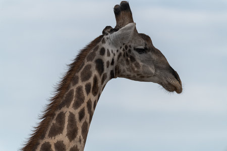 Portrait of a Giraffe - Giraffa camelopardalisの写真素材