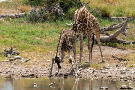 Giraffe drinking at a waterhole in Etosha National Park, Namibiaの写真素材