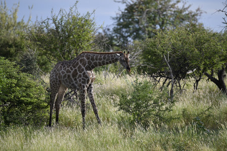 Giraffes in the Okavango Deltaの写真素材