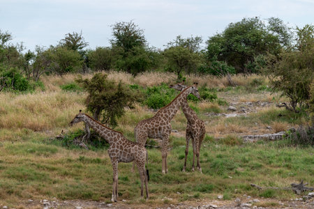 Two Giraffes in Chobe National Park, Botswana, Africaの写真素材