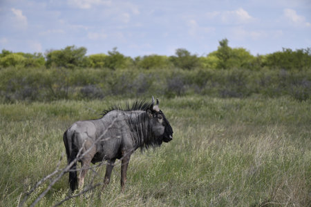 Blue wildebeest (Connochaetes taurinus) in the Okavango Delta, Botswanaの写真素材