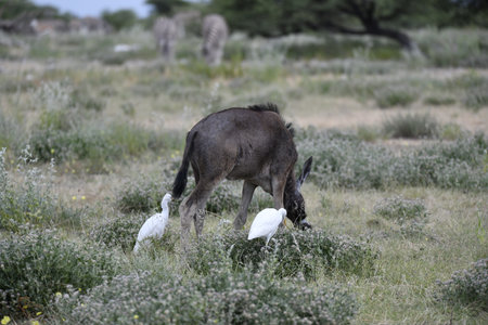 Wildebeest in the Etosha National Park, Namibiaの写真素材