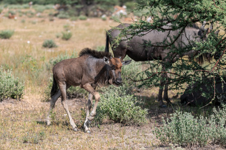 Blue wildebeest (Connochaetes taurinus)の写真素材