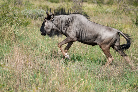 Blue wildebeest (Connochaetes taurinus)の写真素材