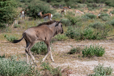 Wildebeest in the National Park, Botswanaの写真素材