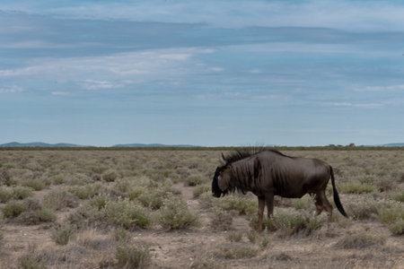 Wildebeest in the Kgalagadi Transfrontier Park, South Africa