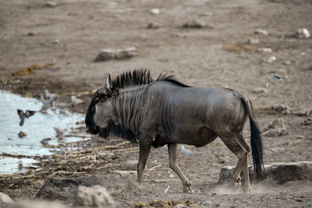 Blue wildebeest in Etosha National Park, Namibiaの写真素材