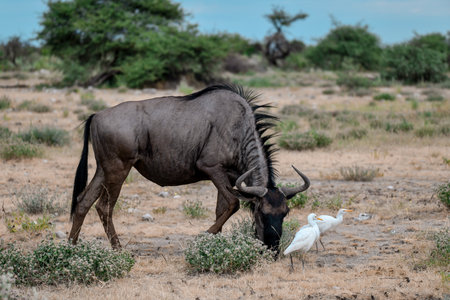 Blue wildebeest (Connochaetes taurinus) in the Chobe National Park, Botswana.の写真素材