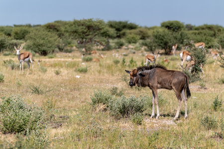 Wildebeest (Connochaetes taurinus), Etosha National Park, Namibiaの写真素材