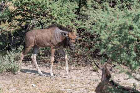 Blue wildebeest in the Moremi Game Reserve (Okavango River Delta), Botswanaの写真素材