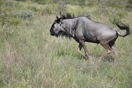 Blue wildebeest, Connochaetes taurinus, single mammal in grass, South Africaの写真素材