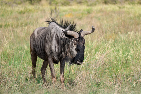 Blue wildebeest (Connochaetes taurinus)の写真素材