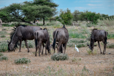 Wildebeest (Connochaetes taurinus) in a natural habitat.の写真素材