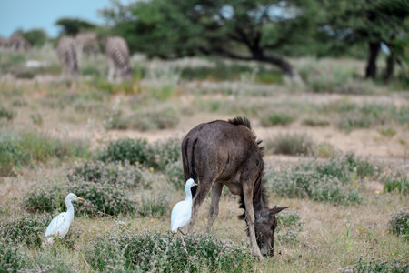 Wildebeest in the Okavango Delta - Moremi National Parkの写真素材