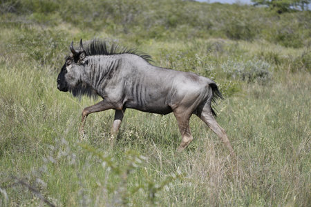 Blue wildebeest in the Moremi Game Reserve (Okavango River Delta), National Park, Botswanaの写真素材