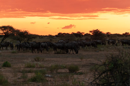Wildebeest (Connochaetes taurinus) at sunsetの写真素材