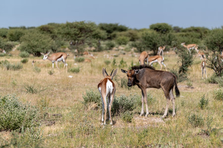 Wild Antelope in the Etosha National Park, Namibiaの写真素材