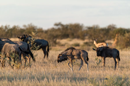 Wildebeest (Connochaetes taurinus).の写真素材