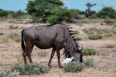 Blue wildebeest (Connochaetes taurinus) in Etosha National Park, Namibiaの写真素材