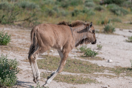 Blue wildebeest in the Etosha National Park, Namibiaの写真素材