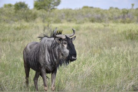 Blue wildebeest in the Okavango Delta - Moremi National Park in Botswanaの写真素材