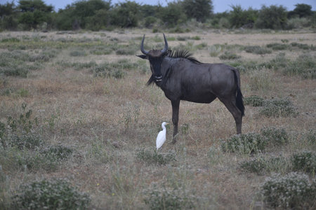 Blue wildebeest in the Okavango Delta - Moremi National Park in Botswanaの写真素材