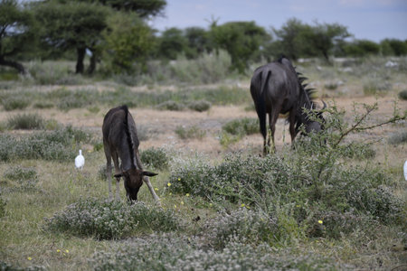 Blue wildebeest in the Etosha National Park, Namibiaの写真素材