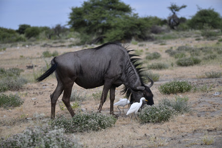Blue wildebeest in Etosha National Park, Namibiaの写真素材