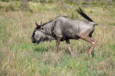 Blue wildebeest (Connochaetes taurinus)の写真素材