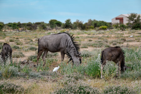 Wildebeest in the Etosha National Park, Namibiaの写真素材