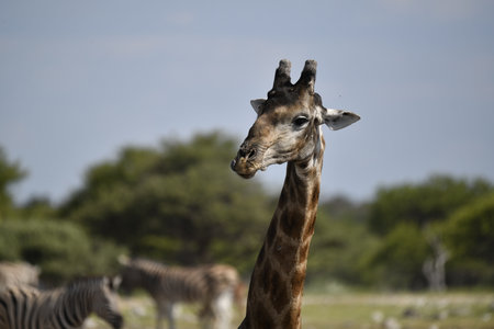 Giraffes in Kruger National Park, South Africa; Species Giraffa camelopardalis family of Giraffidaeの写真素材