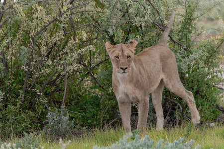 Lioness in the Okavango Delta - Moremi National Park in Botswanaの写真素材