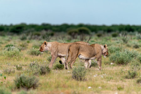 Lion in the Etosha National Park, Namibia.の写真素材