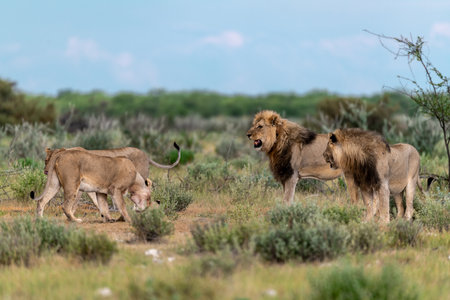 Lions in the Okavango Delta - Moremi National Park in Botswanaの写真素材