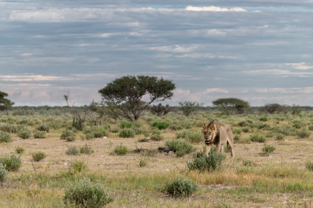 Lion in Maasai Mara National Park in Kenya, Africaの写真素材