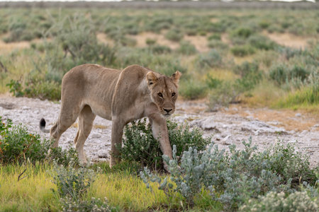 Lioness in the Etosha National Park in Namibiaの写真素材