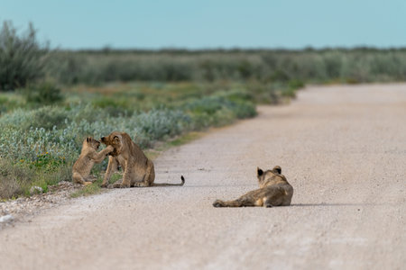 Lion cubs playing on the road in the Etosha National Park, Namibia.の写真素材